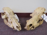 1 Wild boar & 1 Red River Pig Skulls (2x$) TAXIDERMY