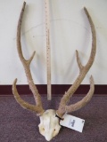 Axis Antlers in Velvet on Skull & Plaque TAXIDERMY