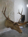 Elk Sh Mt TAXIDERMY