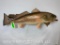 Real Skin Red Drum Fish Mt. TAXIDERMY
