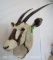 Scimitar Horn Oryx Sh Mt *TX RES ONLY* TAXIDERMY