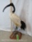 AFRICAN SACRED IBIS TAXIDERMY