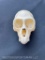 Very Nice Vervet Monkey Skull, - all teeth.. about 4 inches long x 2 1/2 inches wide.. Oddity Taxide