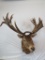 MONSTER Red Stag Sh Mt!!!!! LARGE Palms TAXIDERMY