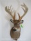 WHITETAIL SH MT W/THICK ANTLERS AND XL BROW TYNES TAXIDERMY
