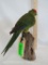 RED CROWNED PARROT ON PERCH TAXIDERMY
