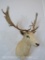 White Fallow Deer Sh Mt TAXIDERMY