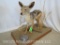 LIFESIZE COYOTE TAXIDERMY