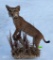 Beautiful Spotted TEXAS Bobcat, life-size, NEW, Taxidermy mount on Habitat base
