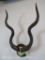 MOUNTED KUDU HORNS ON PLAQUE TAXIDERMY