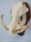 Warthog Skull on Plaque TAXIDERMY