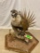 Sage Grouse. TAXIDERMY