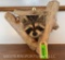 One New, Taxidermy, Peek-a-Boo, Raccoon, or Coon head, coming out of its den, mount