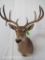 WHITETAIL SH MT W/REPRODUCTION ANTLERS AND A REPAIRED TYNE TAXIDERMY