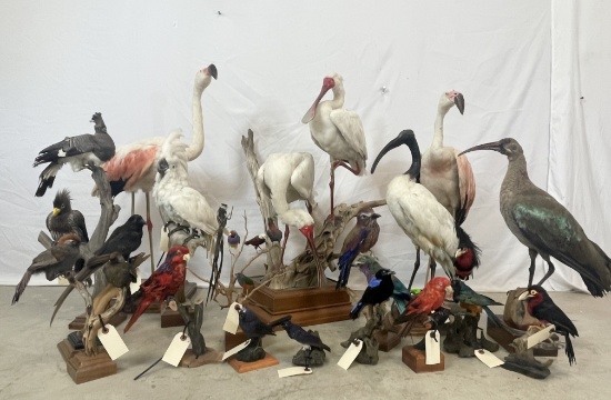 2Day1 Largest Taxidermy & Western Decor Auction