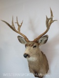 UNCOMMON WHITETAIL SH MT TAXIDERMY