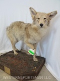 LIFESIZE WIND RIVER COYOTE TAXIDERMY