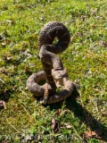 NEW, Striking Rattle snake Taxidermy mount about 10 inches tall x 6 to 7 inches wide, at base...