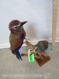 BEAUTIFUL INDIAN ROLLER W/2ND ROLLER TAXIDERMY