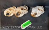 3 LG. to XXLG Beaver skulls complete/ all teeth (3x$) TAXIDERMY