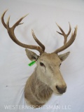 Red Stag Sh Mt TAXIDERMY