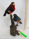 BEARDED BARBET & SUPERB STARLING ON PERCH TAXIDERMY