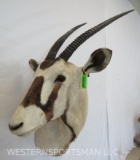 Scimitar Horn Oryx Sh Mt *TX RES ONLY* TAXIDERMY