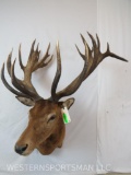 MONSTER RED STAG SH MT LONG FRONTS & GREAT CROWNS TAXIDERMY