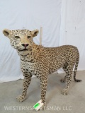 REALLY NICE STANDING AFRICAN LEOPARD *TX RES ONLY* TAXIDERMY