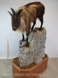 EXCELLENT LIFESIZE TAHR ON ROCK BASE TAXIDERMY