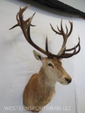 REALLY NICE RED STAG SH MT TAXIDERMY