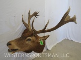 BUGGELING RED STAG SH MT TAXIDERMY