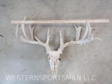 XL UNCOMMON WHITETAIL SKULL TAXIDERMY