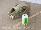 African Lion Skull *TX RES ONLY*. TAXIDERMY