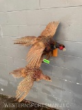 Beautiful pair of Flying Ring-neck Pheasants, Male & Female , Great Taxidermy