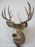 XL NON TYPICAL MULE DEER SH MT TAXIDERMY