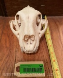 Huge , Beautiful Mountain Lion skull, All teeth