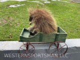 North American Porcupine in little Green wagon