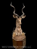 Outstanding Kudu Pedestal mount on Cabinet base. TAXIDERMY