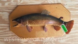BIG, Real skin BROWN Trout, on panel
