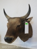 BANTENG SH MT *TX RES ONLY* TAXIDERMY