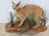 LIFESIZE CARICAL CAT TAXIDERMY
