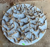 30 ASSORTED WHITETAIL RACKS TAXIDERMY