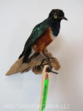 SUPERB STARLING ON HANGING PERCH TAXIDERMY