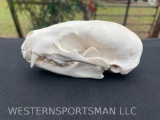 Very nice Badger skull Complete with All teeth