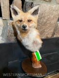Beautiful Red Fox pedestal shoulder mount on a Custom base