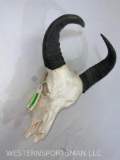 Water Buffalo Skull. TAXIDERMY