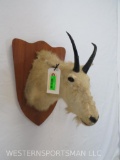 MOUNTAIN GOAT SH MT ON PLAQUE TAXIDERMY