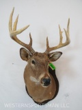 Whitetail Sh Mt ON PLAQUE TAXIDERMY