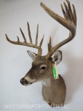 WHITETAIL SH MT LOTS OF POINTS TAXIDERMY